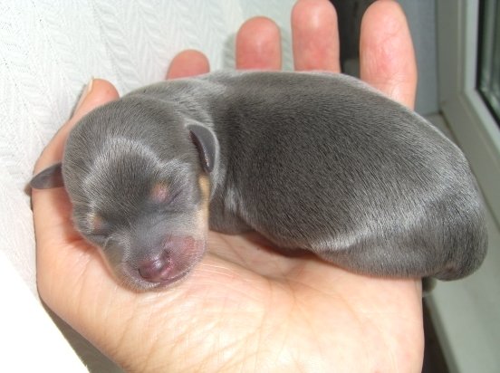 голубо-подпалый, новорожденный щенок