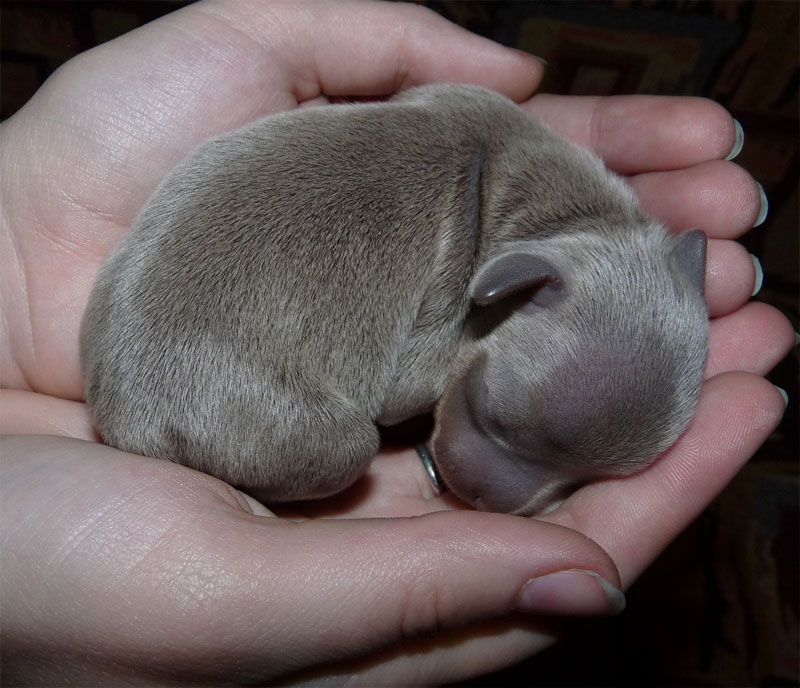 лилово-подпалый, новорожденный щенок