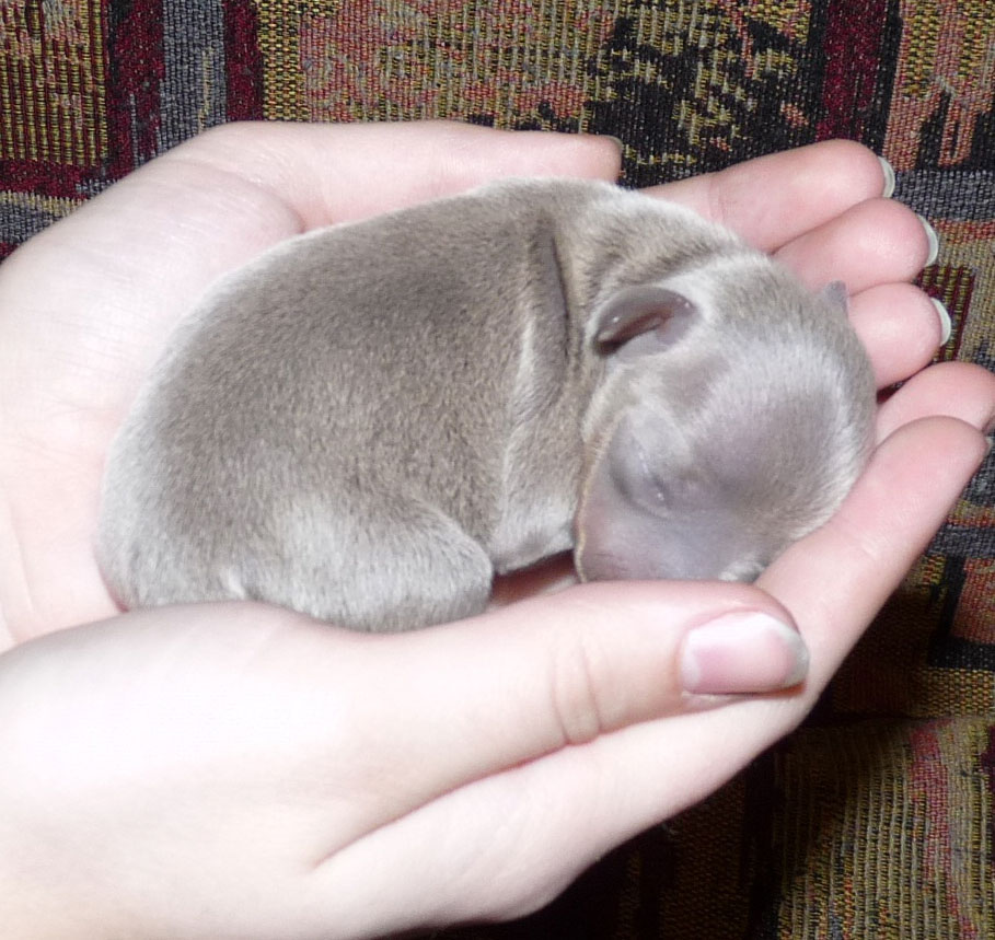 лилово-подпалый, новорожденный щенок