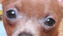 рыжий с голубым, цвет глаз у взрослой собаки