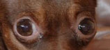 рыжий с коричневым, цвет глаз у взрослой собаки