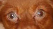 рыжий с коричневым, цвет глаз у взрослой собаки