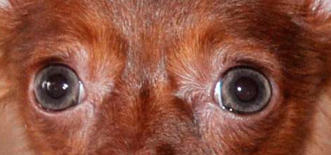 рыжий с коричневым, цвет глаз у щенка